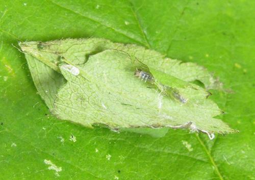 Pamphilius balteatus