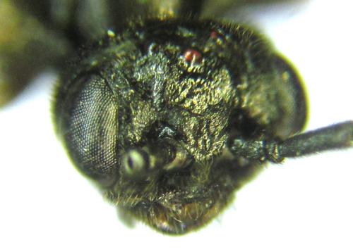 Euura sp.