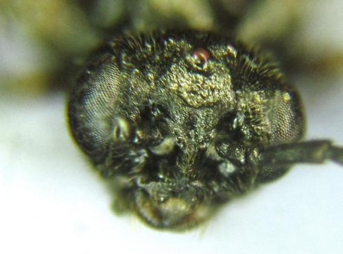 Euura sp.