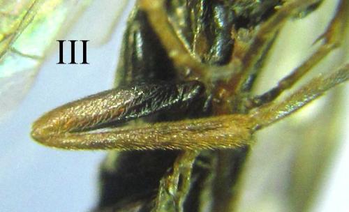 Euura sp.