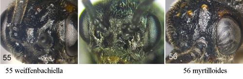 Euura sp.