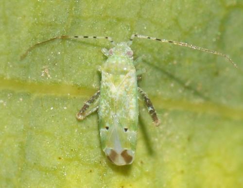 Réf. 306 155 : Camptotylus yersini