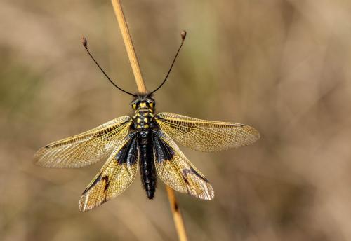 Libelloides longicornis