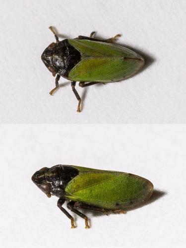 Tettigometra laeta