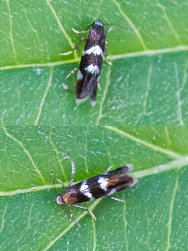Réf. 306 906 : Antispila sp.