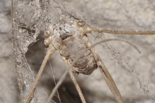 Leiobunum sp.