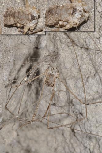 Leiobunum sp.