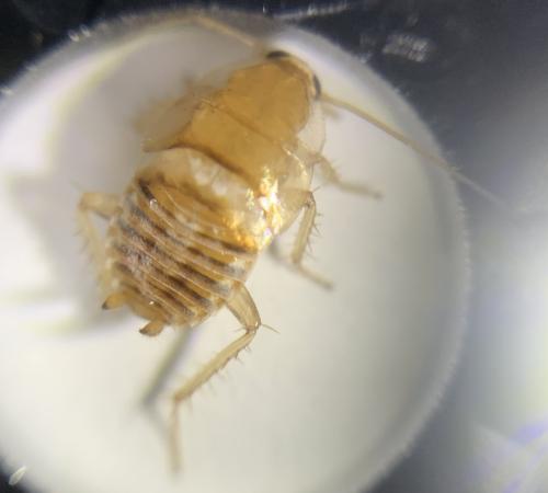 Planuncus vinzi