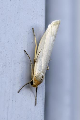 Réf. 306 455 : Eilema caniola