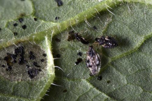 Dictyla humuli