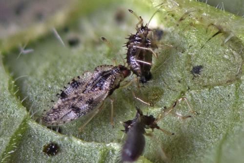 Dictyla humuli