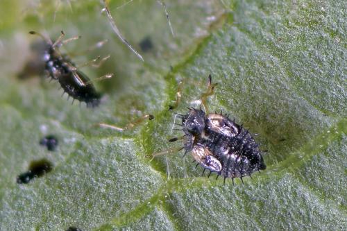 Dictyla humuli