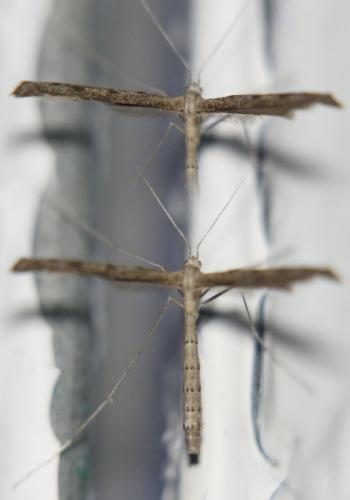 Agdistis sp.