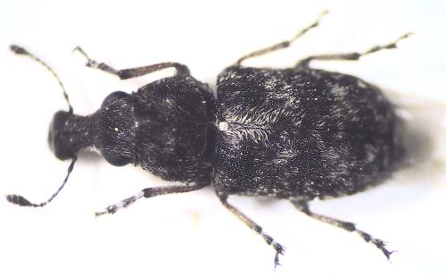 Réf. 306 052 : Allandrus undulatus