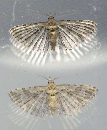 Alucita sp.