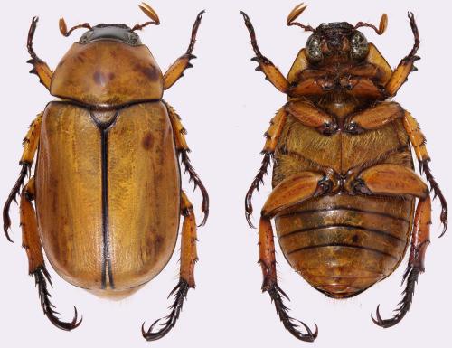 Anomala anguliceps