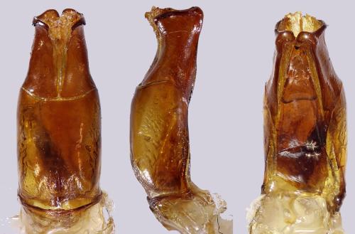 Réf. 306 281 : Anomala anguliceps