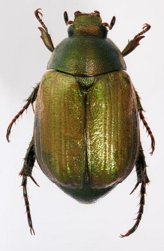 Réf. 306 392 : Anomala dubia