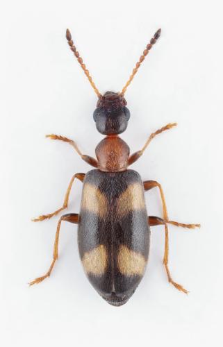 Réf. 306 094 : Microhoria heracleana