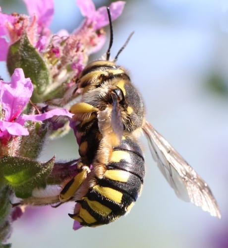 Anthidium florentinum