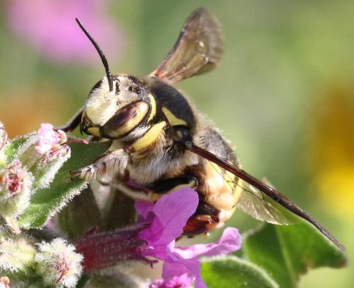 Anthidium florentinum