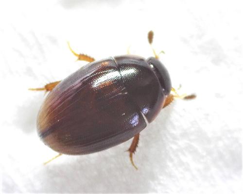 Cercyon sp.