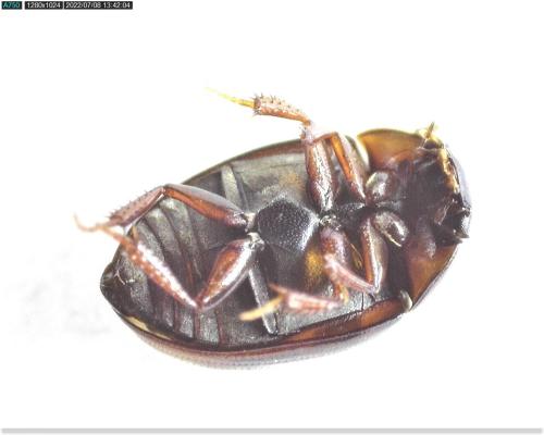 Cercyon sp.