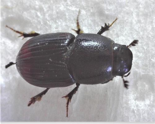 Réf. 306 084 : Otophorus haemorrhoidalis