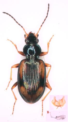 Bembidion bualei bualei