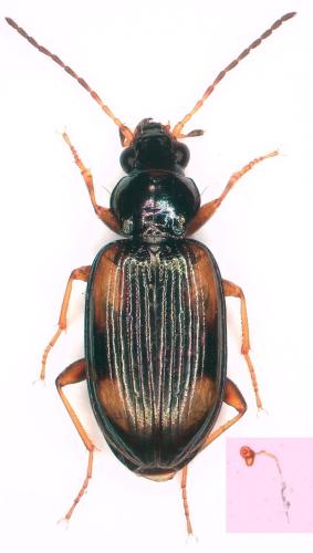 Bembidion bualei bualei
