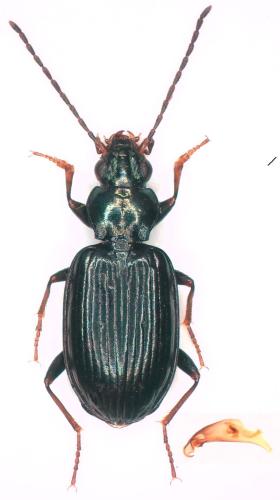 Bembidion atrocaeruleum