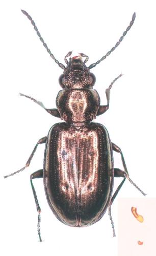 Réf. 306 561 : Bembidion bipunctatum