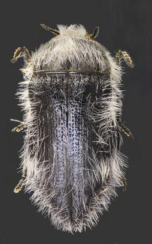 Acmaeoderella lanuginosa reducta