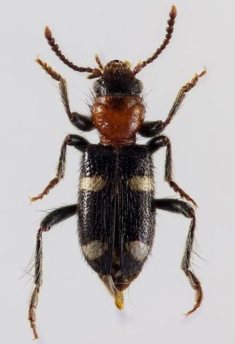 Allonyx quadrimaculatus