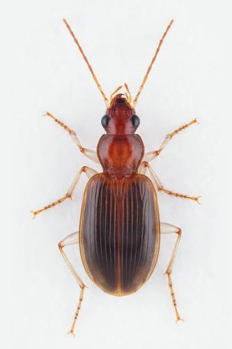 Réf. 306 997 : Paranchus albipes