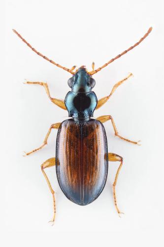 Bembidion praeustum