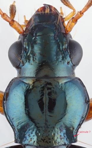 Réf. 306 664 : Bembidion siculum