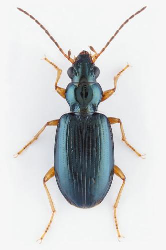 Réf. 306 518 : Bembidion siculum