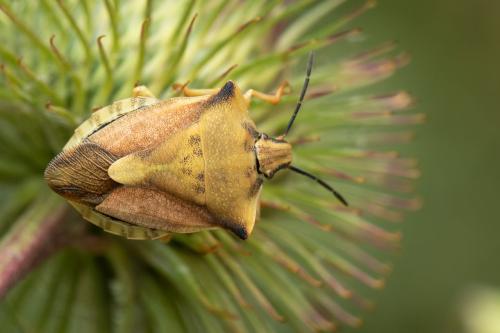 Réf. 306 264 : Carpocoris fuscispinus