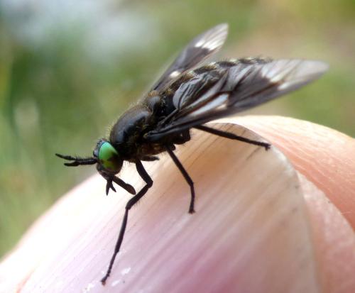 Réf. 306 691 : Chrysops sepulcralis