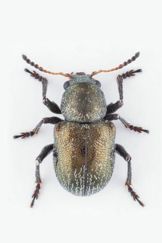 Réf. 306 415 : Macrocoma rubripes