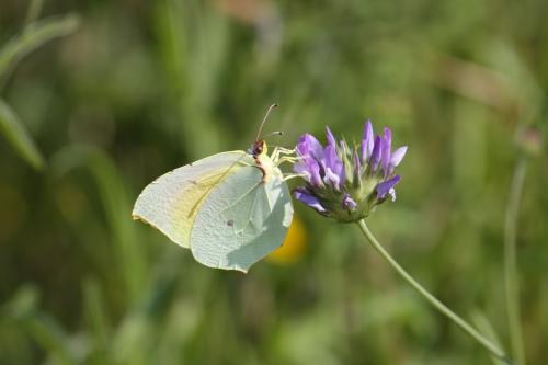 Réf. 306 943 : Gonepteryx cleopatra