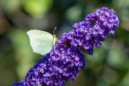 Réf. 306 947 : Gonepteryx cleopatra