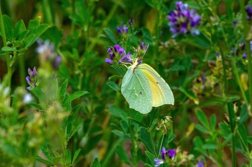 Réf. 306 942 : Gonepteryx cleopatra