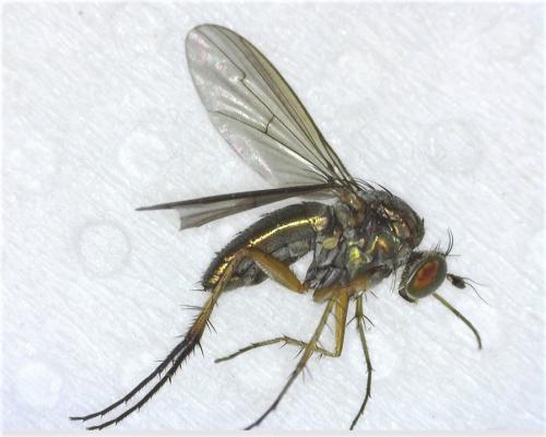 Dolichopus sp.