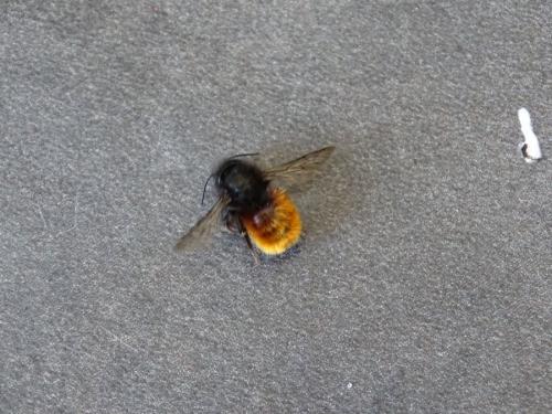 Osmia cornuta