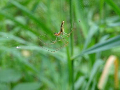 Tetragnatha sp.