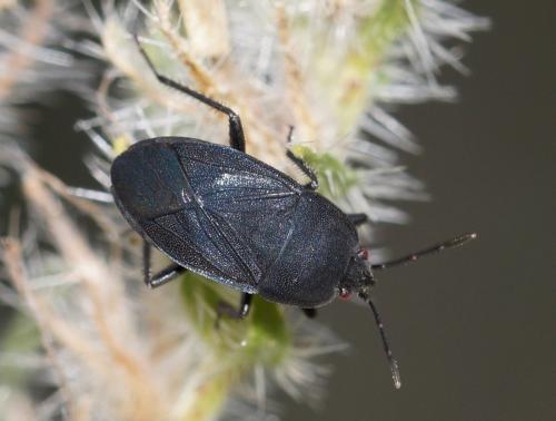 Aellopus atratus