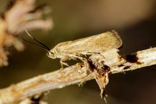 Brachodes sp.