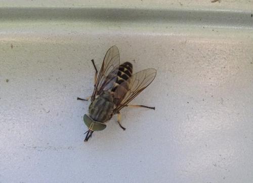 Tabanus sudeticus